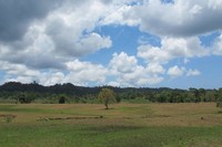 Sadengan berada di sekitar 2 kilometer dari pintu masuk Pos Rawa Bendo, Taman Nasional Alas Purwo. Padang savana yang membentang luas dengan aneka satwa di sana bakal membuat Anda terkagum-kagum saat melihatnya (Afif/detikTravel)