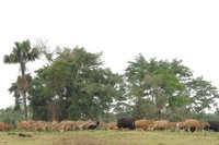Sadengan seolah menjadi Africa van Java setelah Baluran di Situbondo. Namun, Sadengan punya lebih banyak satwa dan lebih gampang ditemukan daripada di Baluran. Ada banteng jawa, rusa, merak, dan juga anjing hutan yakni ajag (Afif/detikTravel)