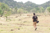 Luas Sandengan mencapai 84 hektar. Tak hanya melihat dari luar pagar, wisatawan juga bisa masuk ke dalam pagar dan menjelajahi padang savana yang luas ini dengan berjalan kaki (Afif/detikTravel)