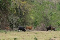 Anda dapat melihat kawanan banteng jawa dari jarak sekitar 20 meter. Meski begitu, Anda bakal melihat jelas banteng jawa yang berwarna hitam dengan tanduk runcing berbentuk u (Afif/detikTravel)