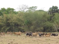 Banteng jawa atau bos javanicus yang hitam adalah banteng jantan. Sedangkan satu lagi yang berwarna cokelat, adalah banteng betina. Tahun 2012 ada sekitar 125 ekor populasi banteng Jawa di Sandengan (Afif/detikTravel)