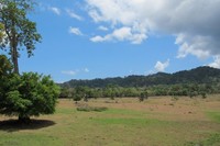 Padang Savana di Sadengan pun patut diberi dua jempol. Saat cahaya matahari sedang terik-teriknya, saat itulah pemandangan ala Afrika terpampang jelas di depan mata (Afif/detikTravel)