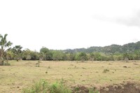 Perbukitan di belakang Sadengan adalah tempat bertenggernya burung merak di atas pohon. Biasanya, burung merak hanya keluar dari pukul 06.00-10.00 WIB. Setelah itu, burung tersebut akan berteduh di atas pohon dari panasnya cuaca (Afif/detikTravel)