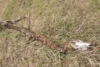 Tak hanya itu, Anda juga bisa melihat sisa-sisa tulang anak banteng saat menyusuri padang savana Sadengan ini. Ini adalah anak banteng yang dimangsa oleh anjing hutan atau yang biasa disebut ajag. Bentuknya mirip serigala (Afif/detikTravel)
