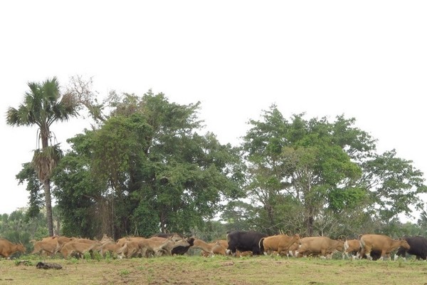 Inilah Afrika ala Banyuwangi!