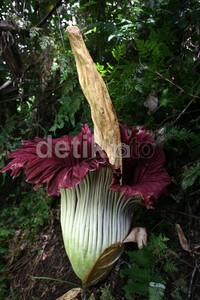 Bunga dengan nama latin Amorphophallus titanum ini ditemukan tumbuh dan mekar di dekat air terjun Tarunggang. Air terjun itu bagian dari aliran sungai Lau Bambu di Desa Ranggitgit, Kecamatan Sinembah Tanjung Muda Hulu, Deli Serdang. sekitar 40 kilometer dari Medan.