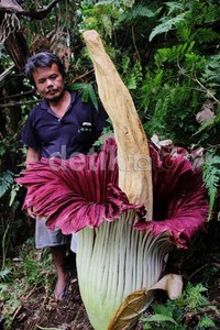 Menurut salah seorang warga, bunga bangkai ini cukup banyak di tepian sungai. Warga menyebutnya kecubung, dan kadang disebut tubung dalam bahasa setempat.