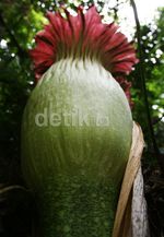 Bunga Bangkai Mekar di Deli Serdang