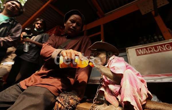 Sebulan, Pawang Topeng Monyet Bisa Dapat Duit Setara UMP DKI