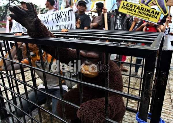 Tak Cukup Pada Pawangnya, Jokowi Juga Harus Razia Bandar Monyet