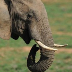 Tragis! Penjaga Taman Nasional Zimbabwe Tewas Diserang Gajah
