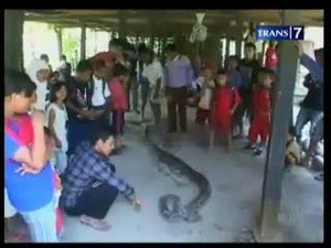 Warga Lumpuhkan Ular Pemangsa Ternak