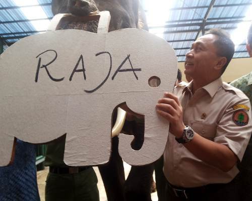 Taman Safari Indonesia Kini Punya Raja Gajah