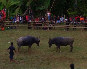 Spanyol Punya Adu Banteng, Toraja Punya Adu Kerbau