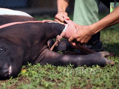 Kaki Palsu untuk Tapir Malang