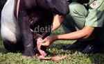 Kaki Palsu untuk Tapir Malang