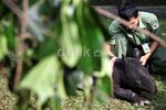 Kaki Palsu untuk Tapir Malang