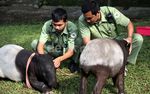 Kaki Palsu untuk Tapir Malang