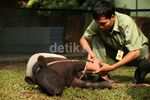Kaki Palsu untuk Tapir Malang