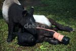 Kaki Palsu untuk Tapir Malang