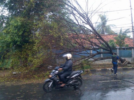 Sebuah Mobil Tertimpa Pohon Tumbang di Dekat Circle-K Kemang