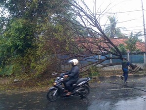 Sebuah Mobil Tertimpa Pohon Tumbang di Dekat Circle-K Kemang