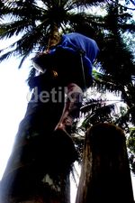 Menengok Cara Pembuatan Gula Semut Organik