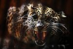 Melihat Penangkaran Macan Tutul Jawa