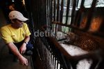 Melihat Penangkaran Macan Tutul Jawa