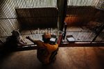 Melihat Penangkaran Macan Tutul Jawa