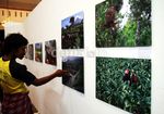 Pameran Foto Hidup Bersama Merapi