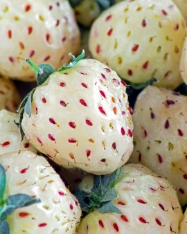 Lemato dan Jerpaya, Hasil Silang Buah yang Unik