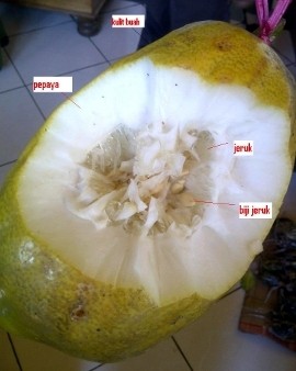 Lemato dan Jerpaya, Hasil Silang Buah yang Unik
