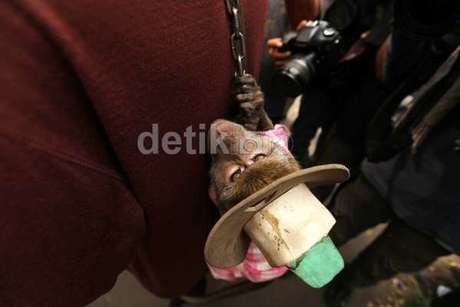 Langkah Jokowi Basmi Topeng Monyet Harus Dicontoh Gubernur Daerah Lain