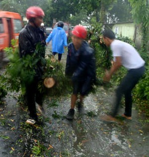 Pohon Tumbang di Purwokerto Timpa Seorang Pemotor
