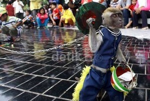 Topeng Monyet dengan Ciri Seperti Ini Bisa Tularkan Penyakit