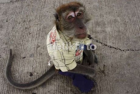 Walikota Jaktim Tangkap Sarimin di Kampung Monyet BKT