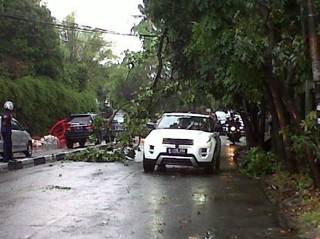 Cabang Pohon Tumbang Menimpa Kabel Listrik di Pejaten