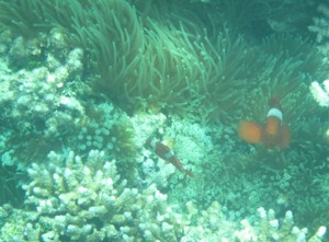 Ini Dia Alam Bawah Laut Raja Ampat yang Terkenal