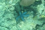 Ini Dia Alam Bawah Laut Raja Ampat yang Terkenal