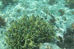 Ini Dia Alam Bawah Laut Raja Ampat yang Terkenal