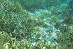 Ini Dia Alam Bawah Laut Raja Ampat yang Terkenal
