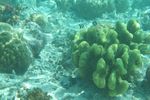 Ini Dia Alam Bawah Laut Raja Ampat yang Terkenal