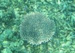 Ini Dia Alam Bawah Laut Raja Ampat yang Terkenal