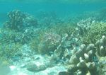 Ini Dia Alam Bawah Laut Raja Ampat yang Terkenal
