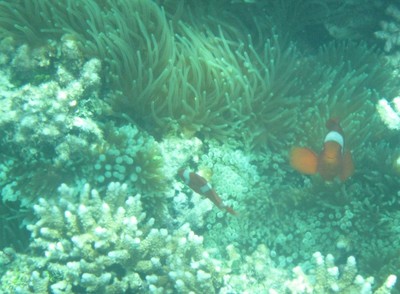 Ini Dia Alam Bawah Laut Raja Ampat yang Terkenal