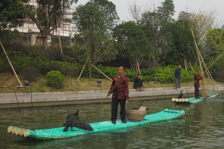Hebat! Nelayan Guilin Memancing Ikan Pakai Burung