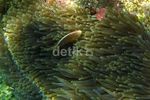 Melihat Keindahan Bawah Laut di Lagoon Cabe