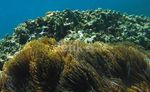 Melihat Keindahan Bawah Laut di Lagoon Cabe