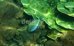 Melihat Keindahan Bawah Laut di Lagoon Cabe